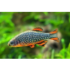 Danio margaritatus Razbora galaxy