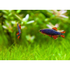 Danio margaritatus Razbora galaxy