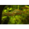 Danio margaritatus Razbora galaxy