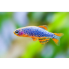Danio margaritatus Razbora galaxy