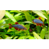 Danio margaritatus Razbora galaxy
