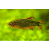 Danio margaritatus Razbora galaxy