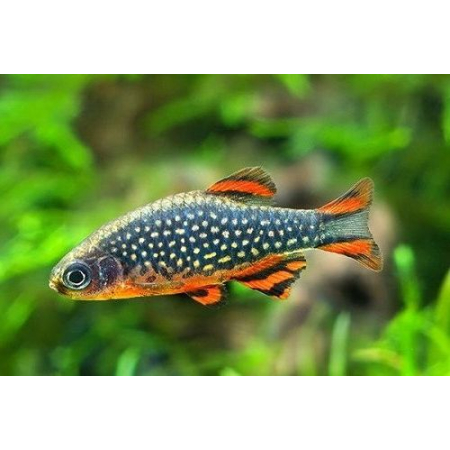 Danio margaritatus Razbora galaxy