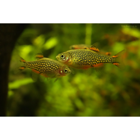 Danio margaritatus Razbora galaxy