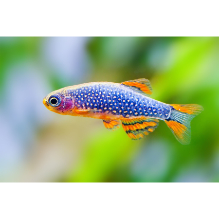Danio margaritatus Razbora galaxy