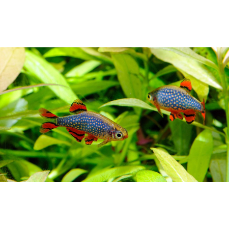 Danio margaritatus Razbora galaxy