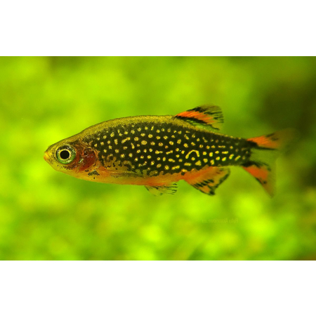 Danio margaritatus Razbora galaxy