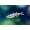 Danio tęczowe