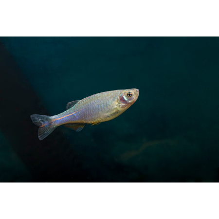 Danio tęczowe
