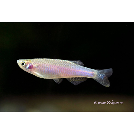 Danio tęczowe