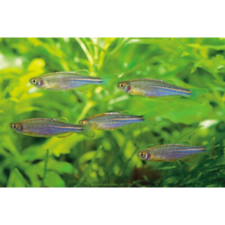 Danio tęczowe