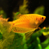 Gurami gold złote