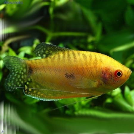 Gurami gold złote