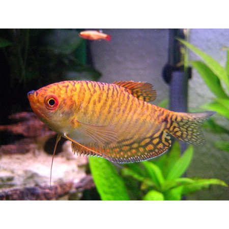 Gurami gold złote