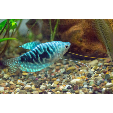 Gurami marmurkowe
