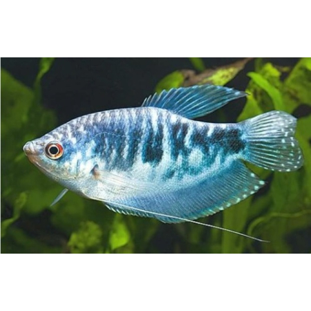 Gurami marmurkowe