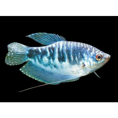 Gurami marmurkowe