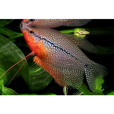 Gurami mozaikowe