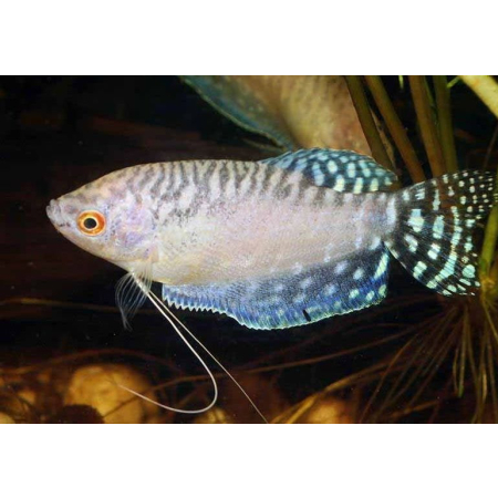 Gurami platynowe