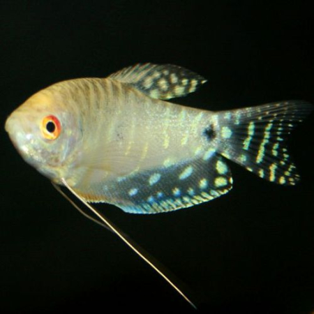 Gurami platynowe