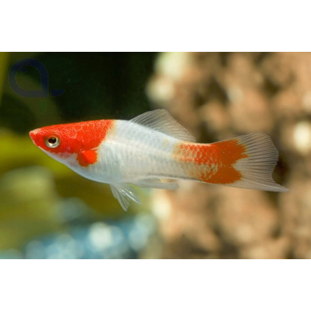 Mieczyk kohaku wagtail