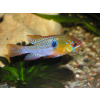Pielęgniczka Ramireza - Mikrogeophagus ramirezi