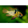 Pielęgniczka Ramireza - Mikrogeophagus ramirezi