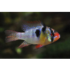 Pielęgniczka Ramireza - Mikrogeophagus ramirezi