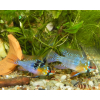 Pielęgniczka Ramireza - Mikrogeophagus ramirezi