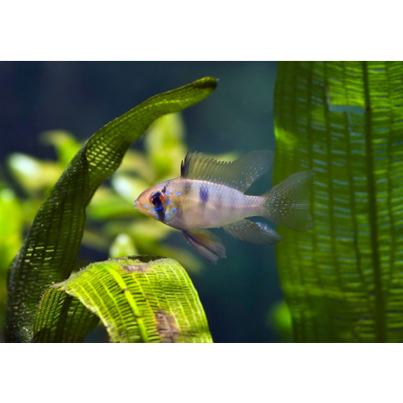 Pielęgniczka Ramireza - Mikrogeophagus ramirezi