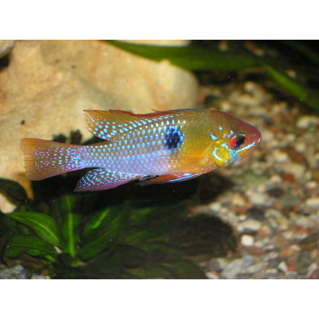 Pielęgniczka Ramireza - Mikrogeophagus ramirezi