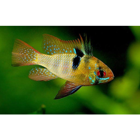 Pielęgniczka Ramireza - Mikrogeophagus ramirezi
