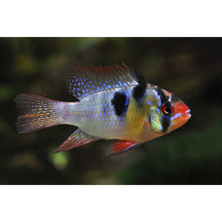 Pielęgniczka Ramireza - Mikrogeophagus ramirezi