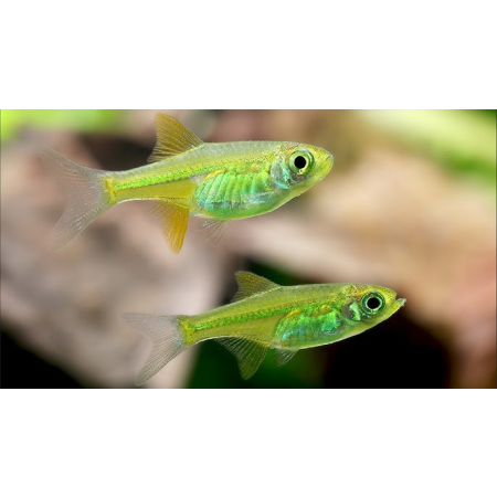 Razbora Kubotai -  Microrasbora kubotai