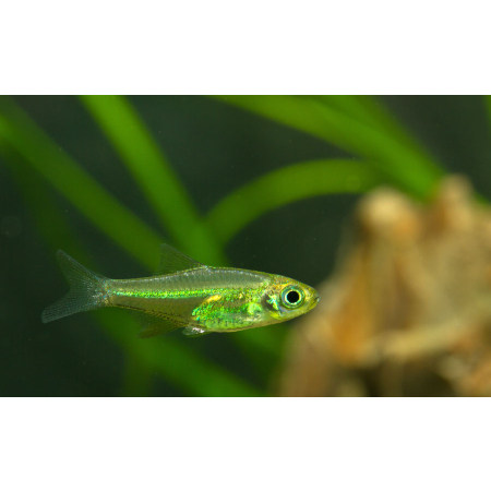 Razbora Kubotai -  Microrasbora kubotai