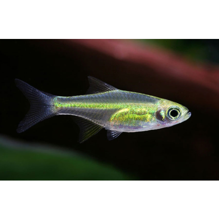 Razbora Kubotai -  Microrasbora kubotai