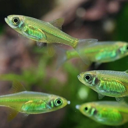 Razbora Kubotai -  Microrasbora kubotai