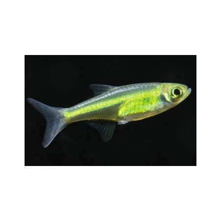 Razbora Kubotai -  Microrasbora kubotai