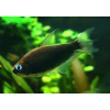 Tetra cesarska czarna