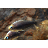 Tetra cesarska czarna