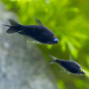 Tetra cesarska czarna