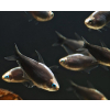 Tetra cesarska czarna