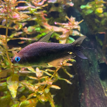 Tetra cesarska czarna