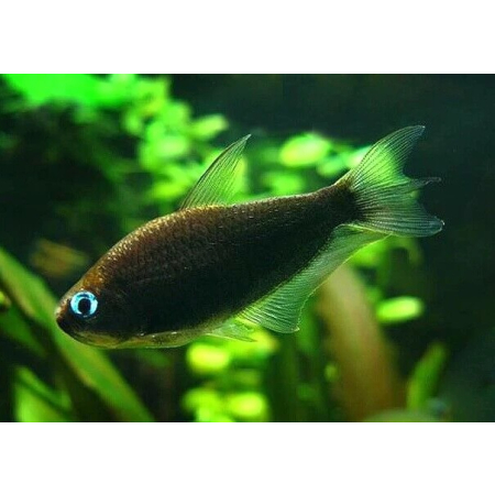 Tetra cesarska czarna