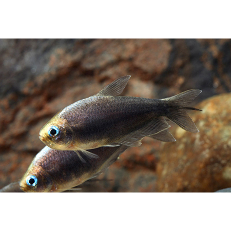 Tetra cesarska czarna