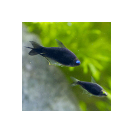 Tetra cesarska czarna