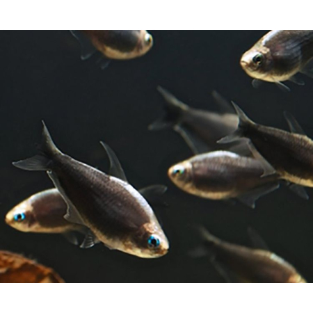 Tetra cesarska czarna