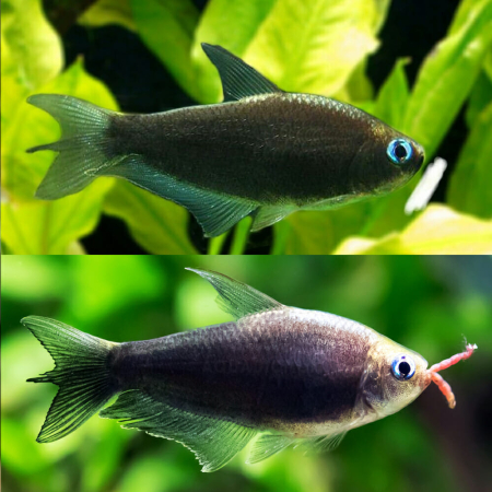 Tetra cesarska czarna