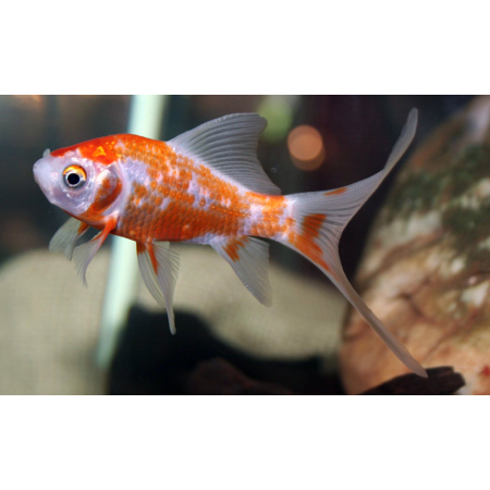 Złota rybka, Welonka