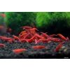 Krewetka Red czerwona